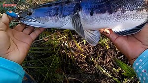 Monster toman bro | Van Borneo Fishing