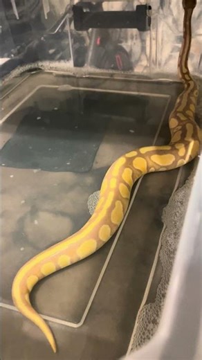 Green room ball python vibes as we maintenance and care for our animals
