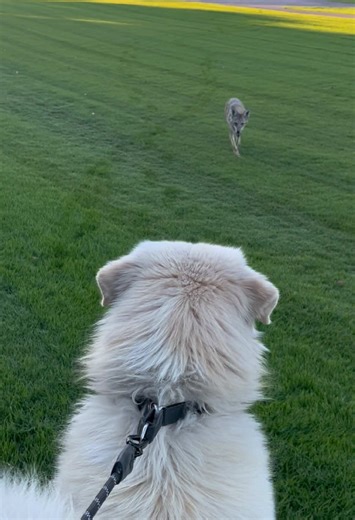 Dae the Great Pyrenees vs Coyote: A Guard Dog's Stand