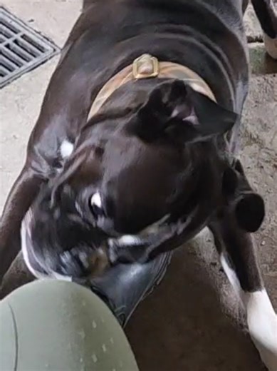 Boxers are too much fun 😹