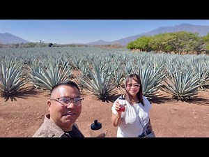 our JOSE CUERVO TRAIN EXPRESS Tour | first stop AGAVE FIELD | Part 1