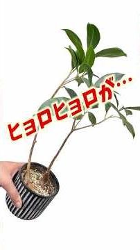 How to Transform Scrawny Houseplants into Stunning Ones #Daiso #GinsengFicus #Houseplants