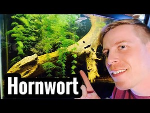 Hornwort Plant Care Tips