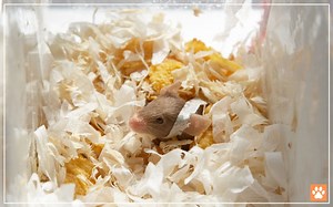 What is the Best Temperature for Pet Mice? - VIVO Pets