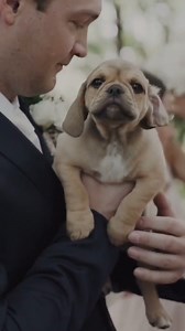 WARNING: Cuteness Overload! 🥺❤️🐶 Can surprise wedding puppies become a thing now?! Asking for a friend. 🥰 🎥 TikTok: @PenWeddings @TheKnot on TikTok | The Knot