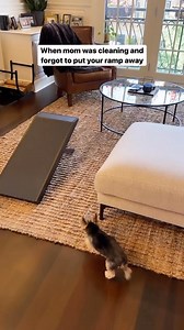 Mom is always causing trouble 🙃 #yorkie #teacup #teacupyorkie #dogs #dogsofinstagram #puppy #tinydogs #doglovers #puppylovers #puppydaily #yorkiesofinstagram | Sammy in the City