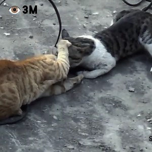 1.6M views · 20K reactions | Best Fighting Cats Compilation #Amar12 | Ahad rajpoot | Facebook