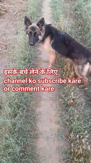 funny puppy #dog #funny #comedy#comdeymemes #shortvideo