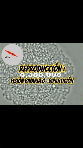 Reproducción: bipartición #curiosidades #biologia #biology #datoscuriosos #bacterias #ciencia #anime