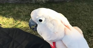 Rescued talking parrot says the funniest things