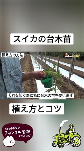 How to Properly Plant Grafted Watermelon Seedlings #Agriculture #RegenerativeFarming #HomeGarden ...