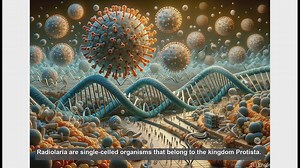 Radiolaria in biology