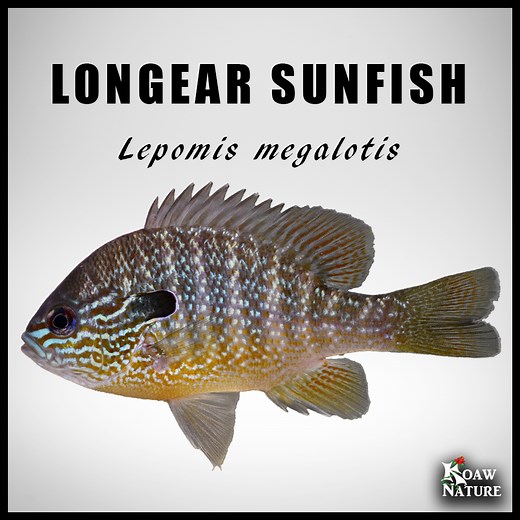 Longear Sunfish (Lepomis megalotis) — Koaw Nature
