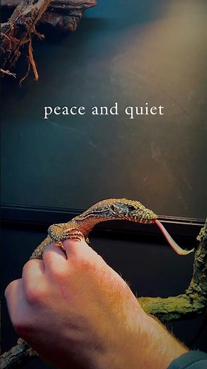 Blue Spotted Tree Monitor #treemonitor #monitor #lizard #bluetailed #reptile #awesome #breathtaking