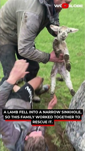 Lamb Rescue Saves a Tiny Animal From a Deep Sinkhole