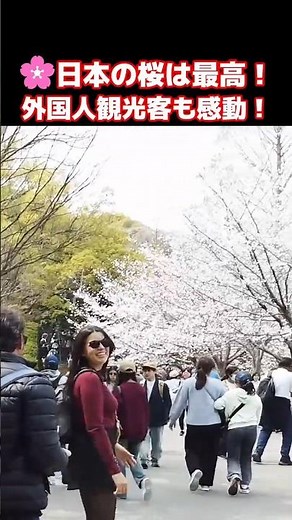 🌸日本の桜は最高！外国人観光客も絶好のお花見日和を満喫！大阪城公園に咲き誇る桜に感動する外国人観光客 #外国人の反応 #桜 #大阪