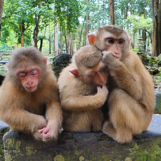Oh! Tinky and Binky the monkeys Making milk by sucking fingers | Wild monkey lovely | Facebook