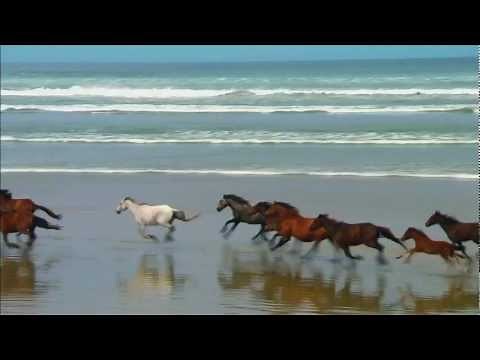 CABALLOS CORRIENDO