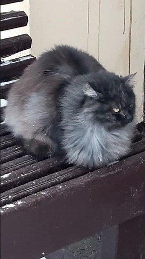 Красивая пушистая кошка домашняя #cat #cutecat #funnycat