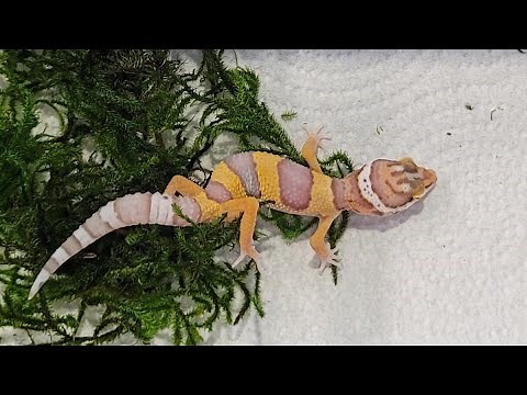 New Baby Leopard Gecko | Petsmart + Name Reveal