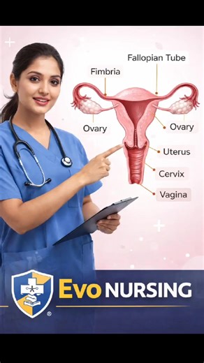 Female Reproductive System explained in simple language for nursing students. This video is useful for GNM, ANM, B.Sc Nursing, Staff Nurse & NCLEX preparation. 📌 Topics covered: • Ovary • Fallopian tube • Uterus • Cervix • Vagina 🎓 Easy anatomy explanation with diagram 📚 Helpful for exams & clinical practice 🔔 Follow Evo Nursing for daily nursing content 💉 Nursing | Anatomy | Community Health | Exams #FemaleReproductiveSystem #NursingAnatomy #GNMNursing #ANMNursing #EvoNursing #NursingStude