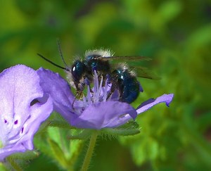 5 Blue Bees: Facts About these Stunning Pollinators