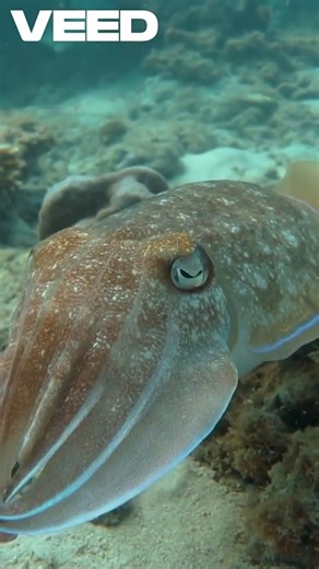 The Fish That Changes Pattern Instead of Color 🦑🎭