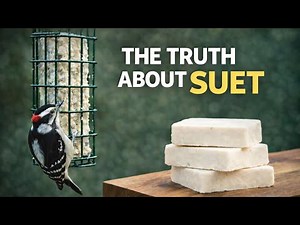 Why Birds Use Suet (And Why It’s Not Just Winter Food)