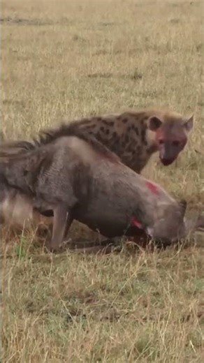 A life is in danger: Two hyenas eat a wildebeest while it's still alive. #animals