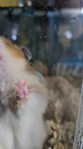 Look at all our new adorable hamsters!! Prices range from $16.99 to $24.99 All different types of hammies