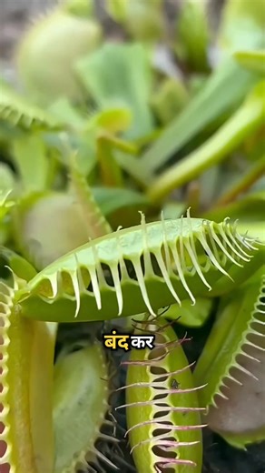 102K views · 60 reactions | How The Venus Flatrap Goes Into Suicide Mode? 樂 #reels #instagramreels #reelsinstagram #reelsvideo #facts #amazingfacts #mindblowingfacts #interestingfacts #factsvideo | Hindi News | Facebook