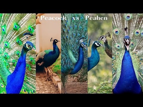 Peacock vs Peahen: A Tale of Beauty and Behavior | The Fascinating World of Peafowls