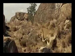 awesome lioness fight