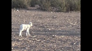 Red Flag Warning conditions in the area. | First Alert 7