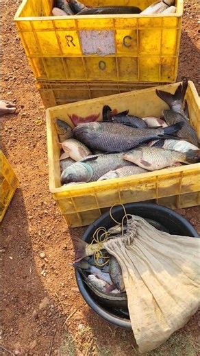 Pond fish Black fish