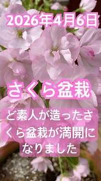 ど素人が造った「さくら盆栽」我流で育ててきた3年目のさくら盆栽が満開となりました！＼(^_^)／ハレルヤ 2026年4月6日 撮影 Bible Quizあります。#さくら盆栽 #聖書と植物