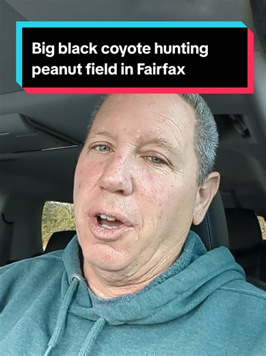 Monster Black Coyote Spotted in Fairfax Peanut Field