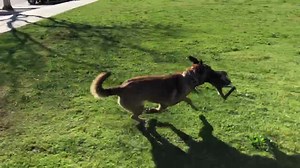 2.5K views · 141 reactions | K9 Enzo is certainly enjoying this beautiful weather! #ButteSheriff | Butte County Sheriff | Facebook