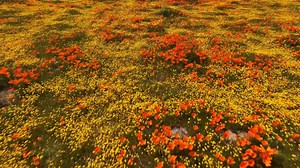 California Golden Poppies Are in A Full Bloom in Lancaster, CA, USA