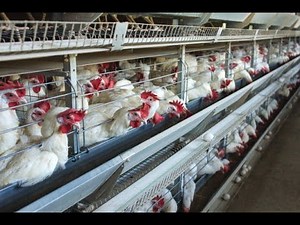 How to make your poultry layers Chicken lay eggs daily & Jumbo size eggs - step by Guide