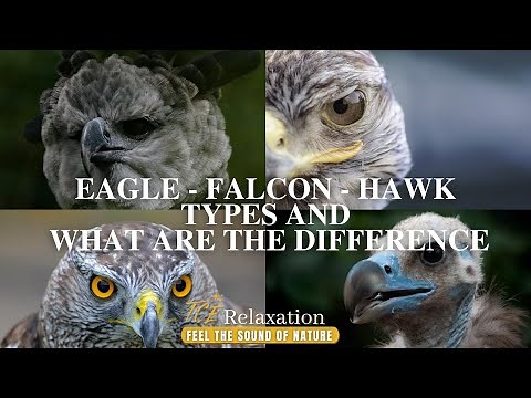 Animal Wildlife | Falcon, Eagle and Hawk Types and What Are the Differences
