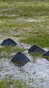 Black Heron (Egretta ardesiaca) #reelsvideo #reelsviral #birdwatching | Rini Rini