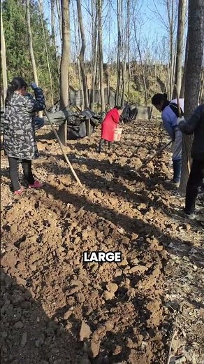 This Mushroom Can Be Worth Thousands of Dollars Per Kilogram 🍄💰