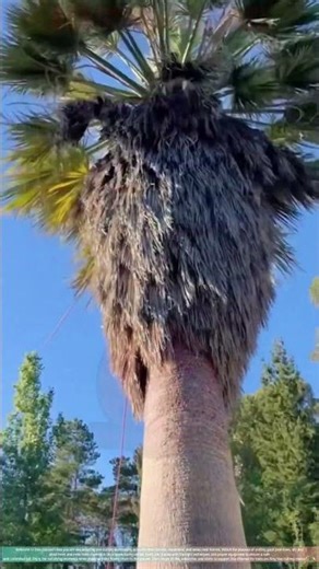 Cutting Down a Palm Tree Behind the House cutting trees | Backyard Tree Removal