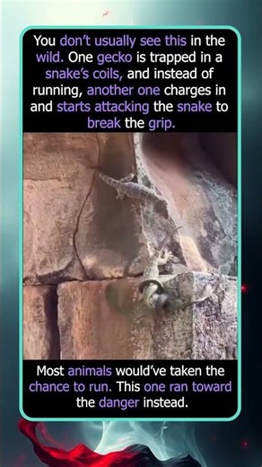 The Gecko That Fought a Snake to Save Its Friend