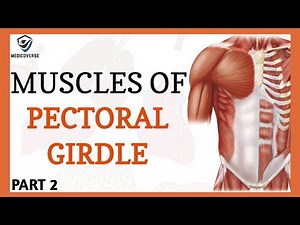 Pectoral girdle muscles | Muscles of shoulder | Origin, Insertion and Action | Part 2