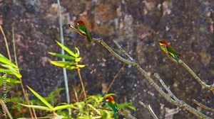 ..colorful birds Bee-eater catches the morning sunlight on a branch..Beautifully colored birds nest in holes in the ground and live together in flocks..Flock of Bee-eaters basking in the morning sun