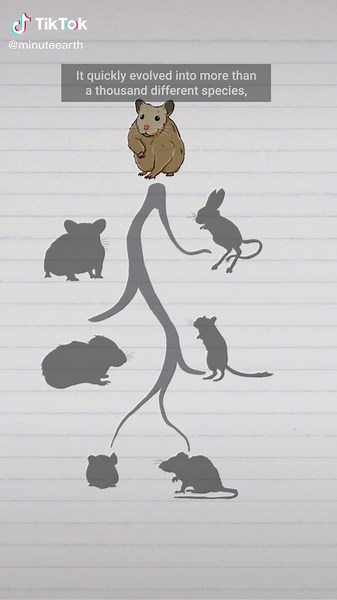 Types of Mice: Exploring the Diversity of Rodents