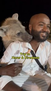 ✈️ Trip to Harar 🏰 & Dire Dawa 🚂 Experience the beauty of Harar and the ancient walled city of Jugol.Explore Dire Dawa’s vibrant markets, historic train station and unique charm. Date: June 20–22 / ሰኔ 13 -15 Duration: 3 days & 2 nights Limited spots left — book now! For more information 📲 251962639166 @akash_adventures #Harar #DireDawa #EthiopiaTrip #CulturalJourney #hyenafeeding #akashtravel | Akash Travel