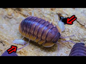 ダンゴムシの赤ちゃん誕生の瞬間！ダンゴムシの出産までの流れが衝撃的だった！